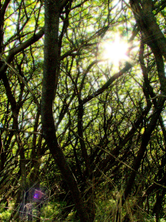 Some view of the thick trees that lined the path. Did I mention that you can't hear the city from here?